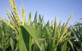 強(qiáng)碩89玉米種子特征特性，遼寧省春播生育期132天