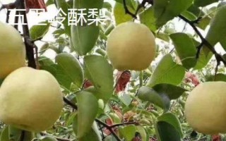 河南魯山縣的特產(chǎn)，張良姜種植歷史悠久