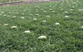 寧夏硒砂瓜為啥不讓種，隨著種植年限的增長會讓土壤的水肥快速流失