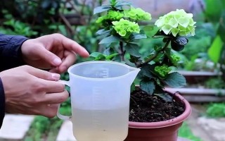 無盡夏花期能施肥嗎，無盡夏花期不可施肥