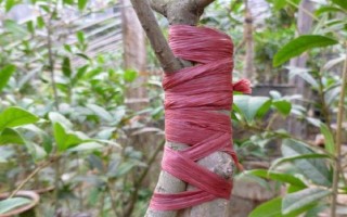 桂花怎么養(yǎng)護(hù)才可以更旺盛，每隔一周澆水1-2次