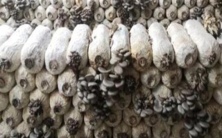 平菇菌棒生長緩慢怎么辦，選擇合適的菌種是有效措施