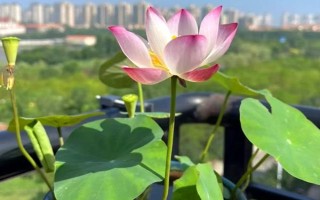 蓮花的養(yǎng)殖方法，每天的曬光時(shí)長(zhǎng)要超過(guò)7小時(shí)