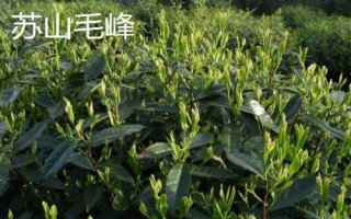 全國有名的土特產(chǎn)，各地的土特產(chǎn)都有其獨特的魅力