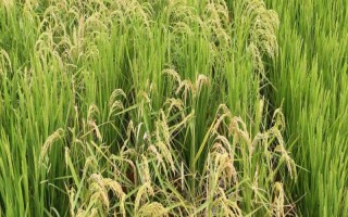 南珍優(yōu)8號水稻種子介紹，該品種屬感光型三系雜交稻