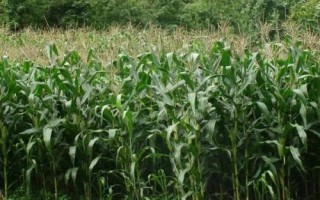 鄭單901玉米種簡介，大喇叭口期防治玉米螟蟲