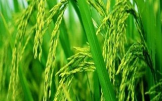 中浙優(yōu)8號水稻種子特點，全生育期158.7天