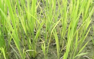深兩優(yōu)870水稻品種簡(jiǎn)介，晚造平均全生育期117天