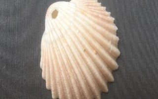 什么是鳥蛤，屬于鳥尾蛤科軟體動物的統(tǒng)稱