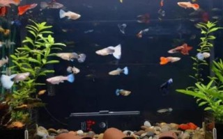 魚一整晚缺氧是否會死亡，持續(xù)缺氧會浮頭翻身直至死亡