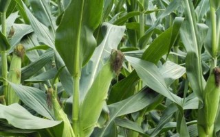 國瑞188玉米品種的特性，播種期4月下旬至5月上旬