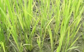 吉穗優(yōu)102水稻種簡介，中抗白葉枯?。á途?級）