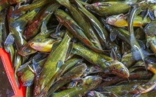 黃骨魚(yú)養(yǎng)多久才能上市，需養(yǎng)殖12-13個(gè)月才能售賣
