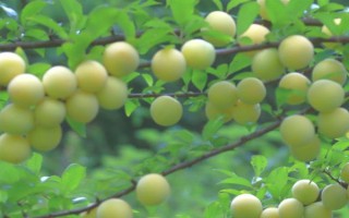 李子在成熟前掉落如何解決，增加光照、修剪枝條、排出多余水分均可避免掉果