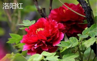 牡丹花的寓意，寓意富貴圓滿、端莊秀雅等