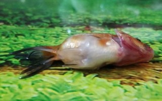 金魚為什么突然就死了，可能是喂食過多或水質(zhì)差等導(dǎo)致的