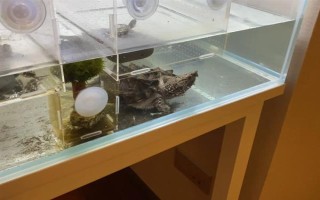 鱷龜?shù)娘曫B(yǎng)方法，每隔7-10天消毒一次