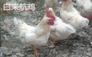 蛋的品種，最常見(jiàn)的種類(lèi)是雞蛋