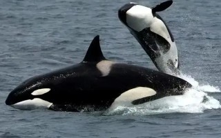 水生哺乳動物的種類，包括虎鯨、海豚、白鰭豚等品種