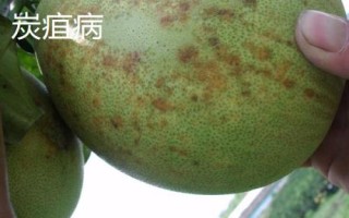 常見的柚類果樹病蟲害及防治方法，需對(duì)癥下藥