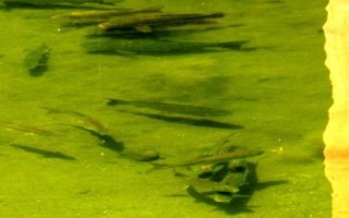 細(xì)甲魚的產(chǎn)地，遼寧、陜西、安徽等省份均有產(chǎn)出