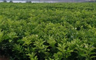 柑橘園雜草如何防控，可用化學(xué)藥劑除草也可以草治草