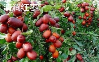 陜西省榆林市的特色水果，包括清澗紅棗和陜北山杏等種類