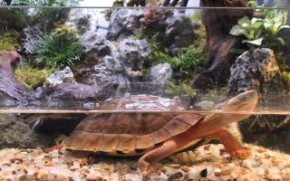 能不能用深水飼養(yǎng)烏龜，豬鼻龜、麝香龜?shù)绕贩N可以養(yǎng)在深水缸中