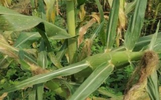 金糯685玉米種子特征特性，以防治地下害蟲