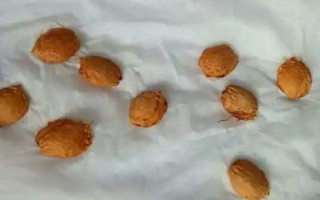 李子核怎么種才可以發(fā)芽，先要將李子核上的果肉清理干凈