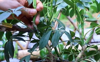 水培鴨腳木最快發(fā)根的方式，需要把水培鴨腳木固定住不動(dòng)