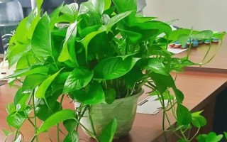 耐陰的室內(nèi)花卉常見(jiàn)種類(lèi)，常見(jiàn)的有綠蘿、君子蘭等
