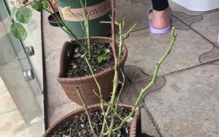 薔薇打蔫卷葉子的原因，可能是澆水不當(dāng)或光照不足所致