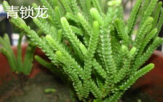 如何區(qū)分若綠與青鎖龍，可以從外形、鱗片和排列來區(qū)分