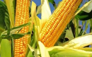 菊城728玉米品種的特性，中抗大斑病
