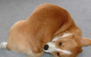 狗咬東西時(shí)會(huì)甩頭的原因，主要是受到狩獵天性的影響