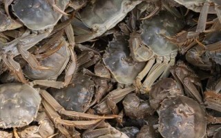 中秋節(jié)除了吃月餅還能吃什么，可以吃菱角、芋頭、田螺等