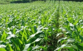 先亞1179玉米品種簡介，密度4000株/畝左右