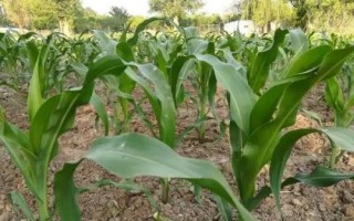 谷育808玉米種子簡(jiǎn)介，中抗莖腐病