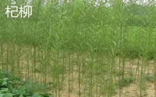 柳樹有哪些品種，包括旱柳、垂柳、白柳、爆竹柳等種類