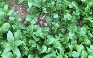 芥菜有哪些品種，分為板葉、散葉、紅花和白花薺菜