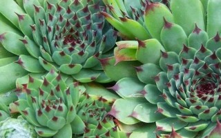 觀音蓮側(cè)芽的種植方法，截取后晾干并涂抹生根粉、再固定至土壤中