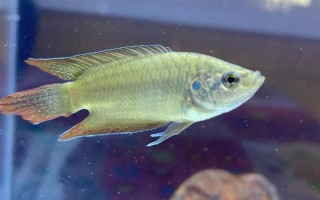 斗魚喂食要喂多少，成年魚喂到7-8成飽即可