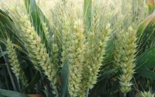華成865小麥品種簡介，全生育期228天