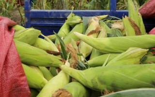 CS200玉米種子特點，密度5000株/畝
