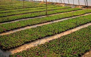 目前農(nóng)村種什么東西比較賺錢，種植金銀花的利潤比較可觀