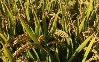 川種優(yōu)3877水稻種子簡介，每畝有效穗數(shù)15.7萬穗
