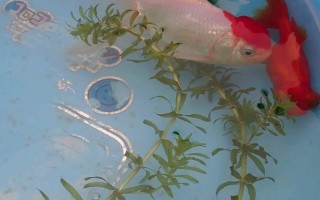 小金魚會(huì)不會(huì)產(chǎn)卵，發(fā)育成熟后是會(huì)產(chǎn)卵的