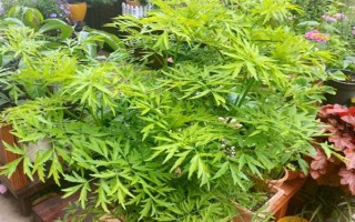 如何防老鼠來咬花盆里的花，可以用鐵絲網(wǎng)來遮蓋在花盆周圍