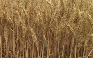 新世紀(jì)999小麥種子介紹，每畝18－20萬(wàn)基本苗